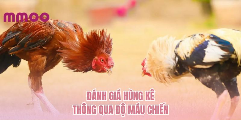 Đánh giá hùng kê thông qua độ máu chiến