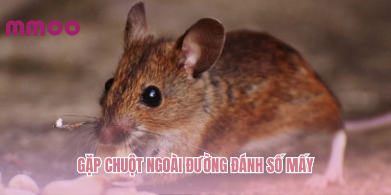 gap-chuot-ngoai-duong-danh-so-may